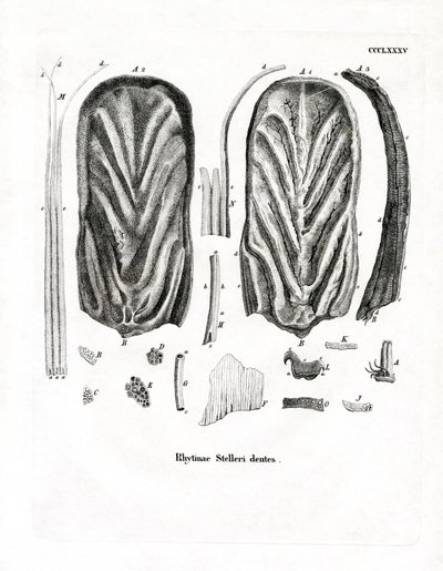 Dents de la vache marine de Steller - German School