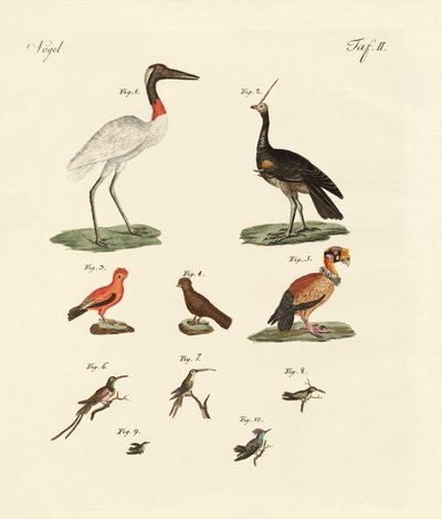 Dix oiseaux américains - German School