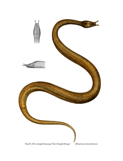 Serpent tentacule - German School