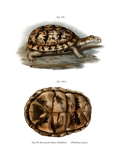 Tortue aquatique - German School