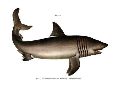 Requin pèlerin - German School