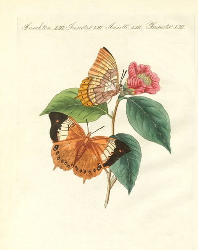Le papillon de jour de Bernard de Chine - German School