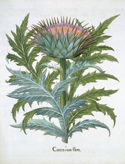 Le Cardon, du Hortus Eystettensis par Basil Besler (1561-1629), pub. 1613 (gravure en couleur) - German School