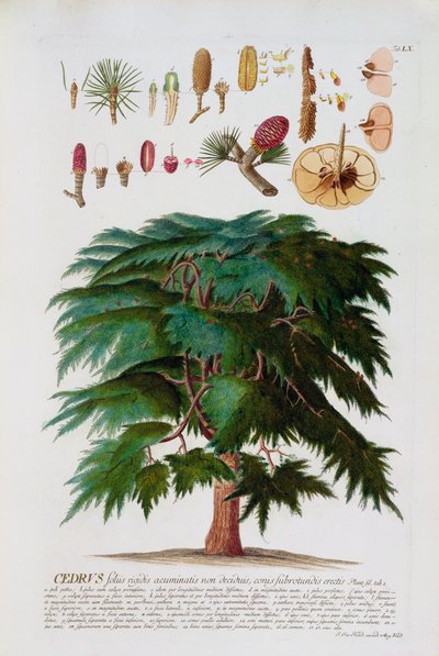 Le cèdre, gravé par Johann Jakob Haid, planche 60 d