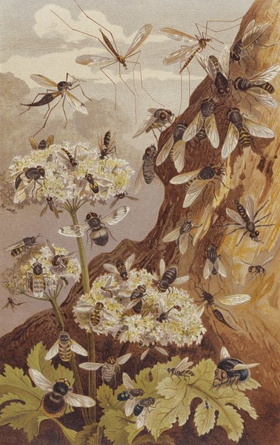 La domination des mouches, planche de Brehms Tierleben: Allgemeine Kunde des Tierreichs, vol.9, p.493, publié par Bibliographisches Institut, 1892 - German School