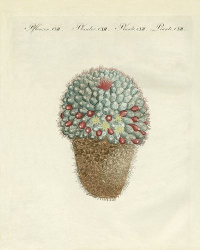Le cactus melon en forme de sein - German School