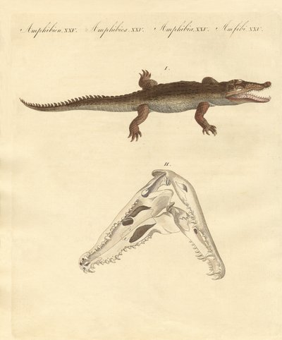 Le crocodile de Saint-Domingue - German School