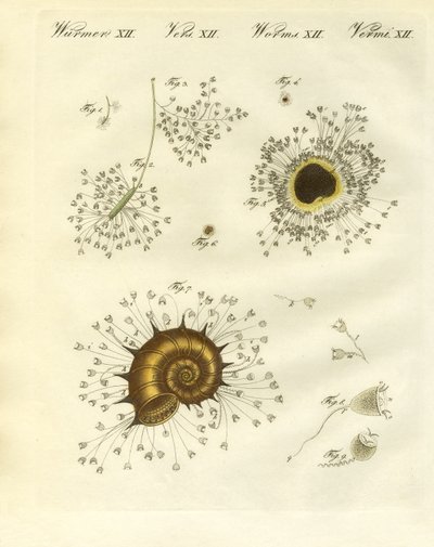 Les polypes en forme de coupe - German School