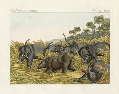 Le combat du rhinocéros avec les éléphants (gravure en couleur) - German School