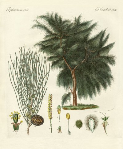 Le casuarina à quatre lobes - German School
