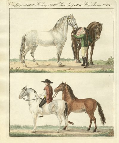 Le cheval avec ses différentes sortes - German School