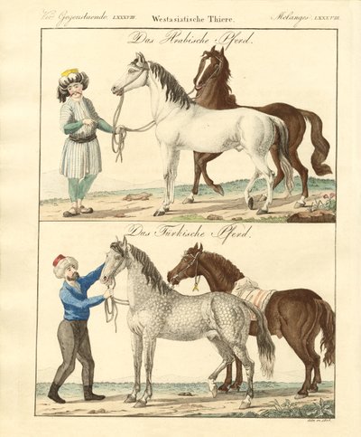 Le cheval avec ses différentes sortes - German School