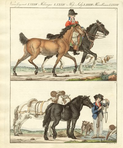 Le cheval avec ses différentes sortes - German School