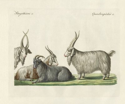 Les chèvres du Cachemire introduites en France - German School