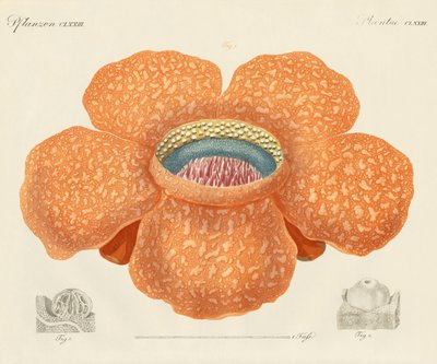 La plus grande de toutes les fleurs connues - German School