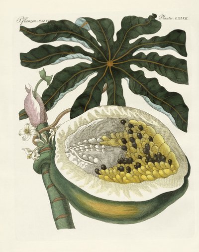 Le melon ou papayer - German School
