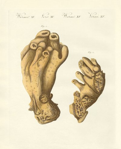 Le Seekork palmée ou main du diable - German School