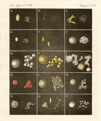 Le pollen des plantes - German School