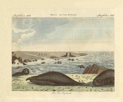 Le phoque à trompe - German School