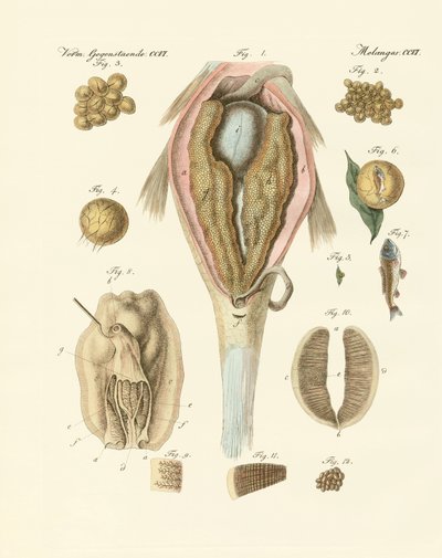 Le rognon ou ovaire des carpes et la moule du peintre, ou l