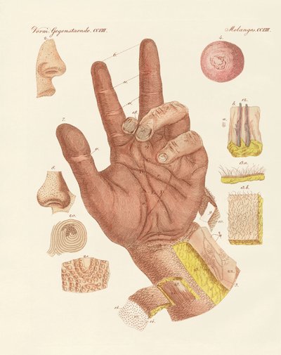 Le sens, ou vue de la peau humaine - German School