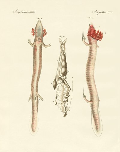 Le sinueux Protée - German School