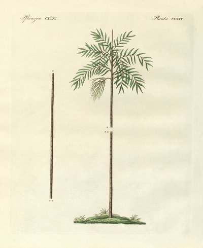 Le palmier mince de la Nouvelle-Irlande (gravure en couleur) - German School