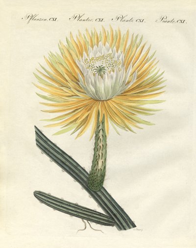 Le splendide cactus torchère à grandes fleurs - German School