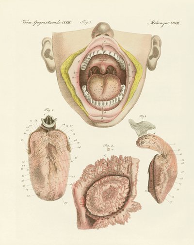 Le goût (gravure en couleur) - German School