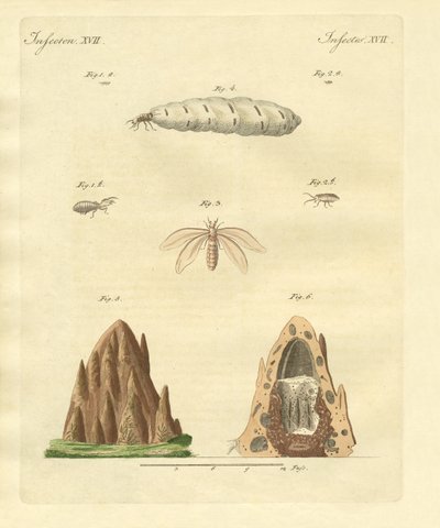 Les termites - German School