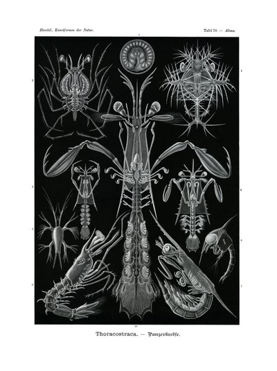 Thoracostraca - German School