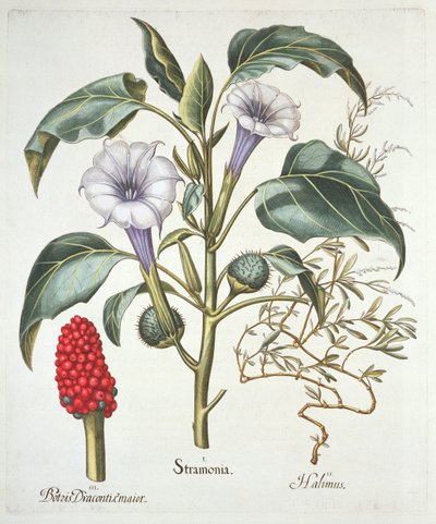 Datura, du Hortus Eystettensis par Basil Besler (1561-1629), pub. 1613 (gravure en couleur) - German School