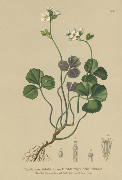 Cardamine trifoliée - German School