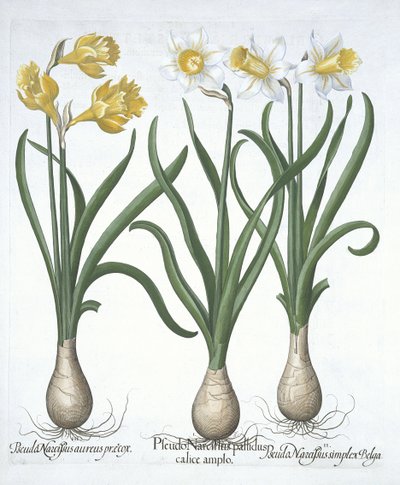 Trois pseudo-narcisses, de Hortus Eystettensis par Basil Besler (1561-1629) publié en 1613 - German School