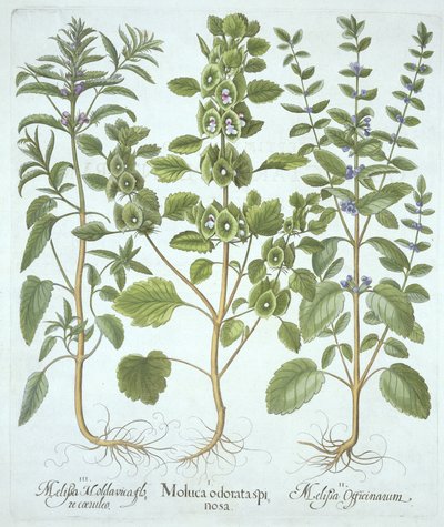 Trois types de mélisse, de Hortus Eystettensis, par Basil Besler (1561-1629), pub. 1613 - German School