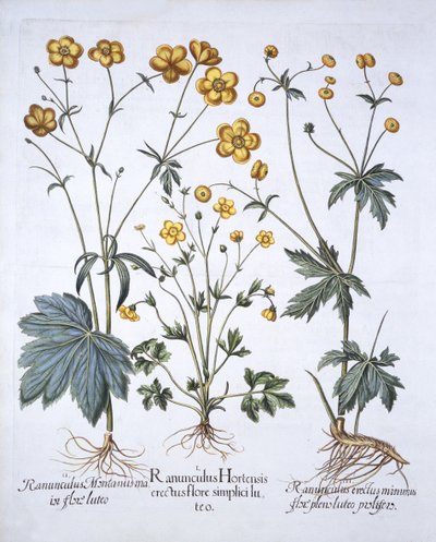 Trois variétés de renoncule, de Hortus Eystettensis, par Basil Besler, pub. 1613 - German School