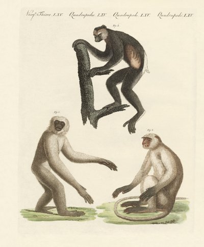Trois types de singes - German School