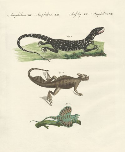Trois types de lézards étranges - German School