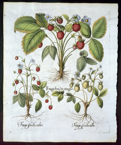 Trois variétés de fraises, planche 116, de Hortus Eystettensis par Basil Besler (1561-1629) publié en 1613 - German School