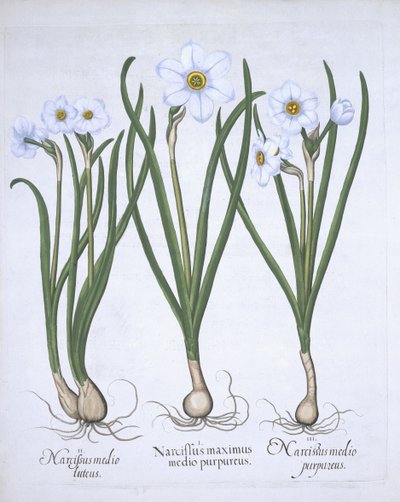 Trois narcisses blancs, de Hortus Eystettensis par Basil Besler (1561-1629) publié en 1613 - German School