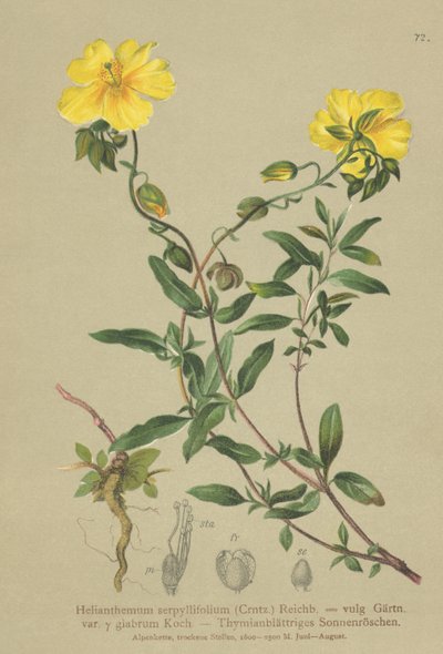 Hélianthème à feuilles de thym (Helianthemum grandiflorum, Helianthemum serpyllifolium, Helianthemum vulgaris) - German School
