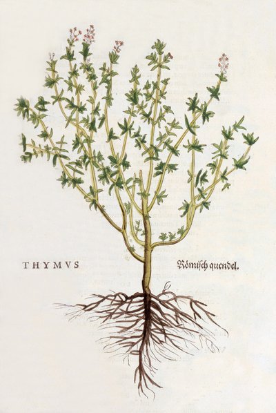 Thymus [thym], illustration de De historia stirpium commentarii insignes par Leonhard Fuchs, publiée en 1542 (gravure sur bois en couleur) - German School