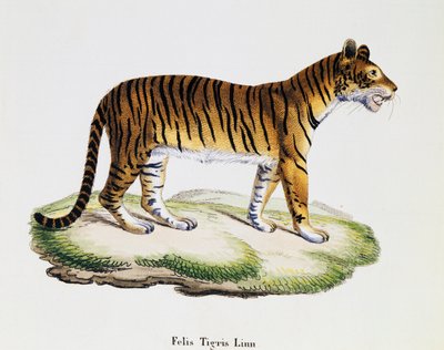 Tigre (Felis tigris), d