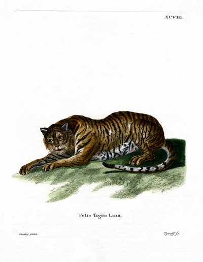 Tigre - German School