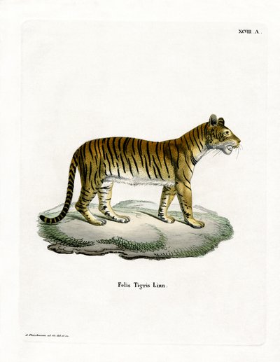 Tigre - German School