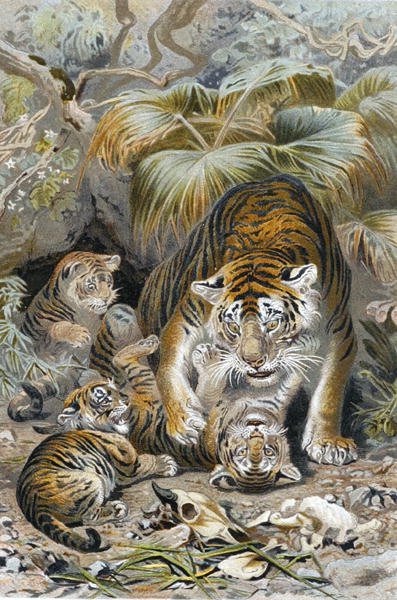 Tigre, planche de "Brehms Tierleben: Allgemeine Kunde des Tierreichs", vol.1, p.391, publié par Bibliographisches Institut - German School