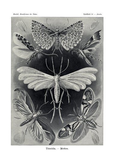 Tineida, 1899-1904 - German School