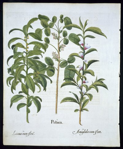 Pistachier, Laurier noble et Amandier, planche 6 de Hortus Eystettensis par Basil Besler (1561-1629) publié en 1613 - German School