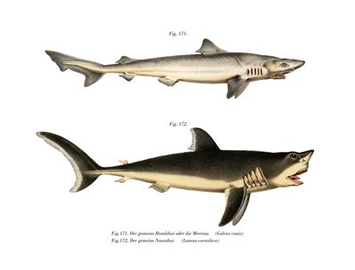Requin hâ - German School