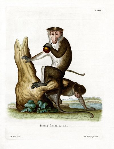 Macaque toque - German School